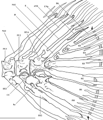 Image result for Moxostoma hubbsi