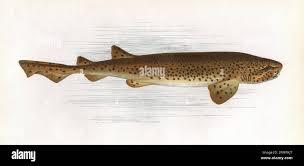 Image result for Scyliorhinus stellaris