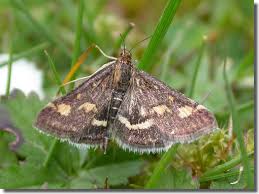 Attēlu rezultāti vaicājumam “Pyrausta purpuralis”