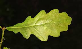 Attēlu rezultāti vaicājumam “Quercus robur leaf”