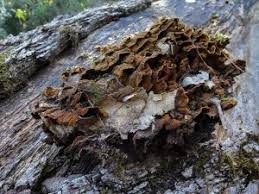 Attēlu rezultāti vaicājumam “Hymenochaete tabacina”