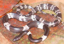 Attēlu rezultāti vaicājumam “Lycogala convexum sessile”