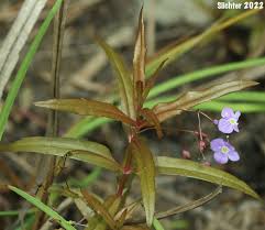 Attēlu rezultāti vaicājumam “Veronica scutellata bud”