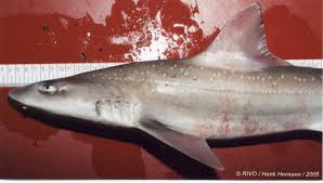 Image result for Mustelus asterias