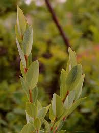 Attēlu rezultāti vaicājumam “Salix myrtilloides”