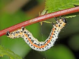 Attēlu rezultāti vaicājumam “Abraxas grossulariata imago”