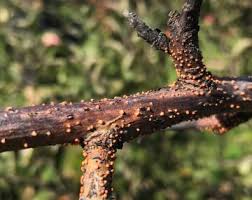 Attēlu rezultāti vaicājumam “Nectria cinnabarina”