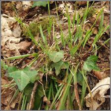 Attēlu rezultāti vaicājumam “Luzula pilosa fruit”