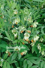 Attēlu rezultāti vaicājumam “Lathyrus laevigatus”