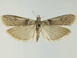 Attēlu rezultāti vaicājumam “Zophodia grossulariella”