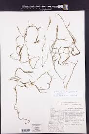 Attēlu rezultāti vaicājumam “Callitriche hermaphroditica leaf”