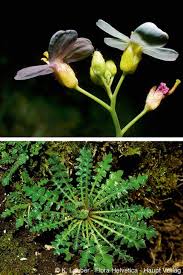 Attēlu rezultāti vaicājumam “Cardaminopsis arenosa bud”