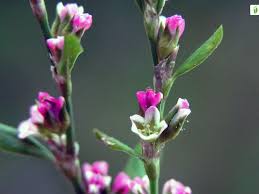 Attēlu rezultāti vaicājumam “Polygonum aviculare flower”