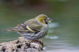 Attēlu rezultāti vaicājumam “Carduelis spinus”