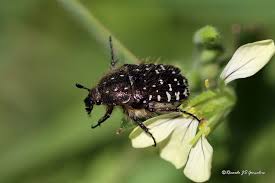 Attēlu rezultāti vaicājumam “Oxythyrea funesta”