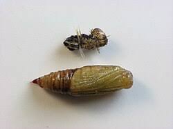 Attēlu rezultāti vaicājumam “Eupithecia lanceata”