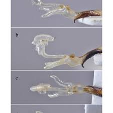 Attēlu rezultāti vaicājumam “Osmoderma barnabita imago”