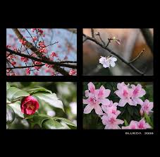 Image result for 2009早春