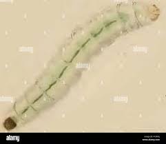 Attēlu rezultāti vaicājumam “Gracillaria syringella larva”