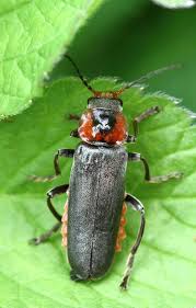 Attēlu rezultāti vaicājumam “Cantharis rustica”