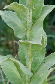Image result for Verbascum phlomoides