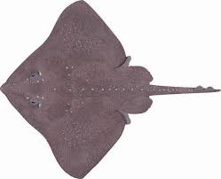 Image result for Raja straeleni