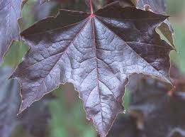 Attēlu rezultāti vaicājumam “Acer platanoides leaf”