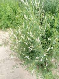 Attēlu rezultāti vaicājumam “Melilotus”