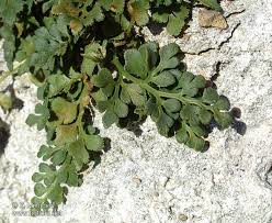 Attēlu rezultāti vaicājumam “Asplenium ruta-muraria”