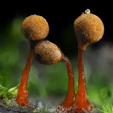 Attēlu rezultāti vaicājumam “Trichia sp.”