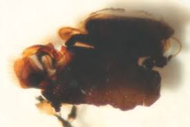 Attēlu rezultāti vaicājumam “Dictenidia bimaculata”