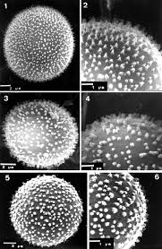 Attēlu rezultāti vaicājumam “Badhamia affinis”