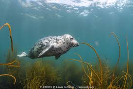 Attēlu rezultāti vaicājumam “Halichoerus grypus”