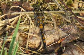 Attēlu rezultāti vaicājumam “Leucorrhinia rubicunda”