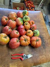 Afbeeldingsresultaat voor erdie family oxheart tomato