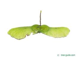 Attēlu rezultāti vaicājumam “Acer campestre fruit”