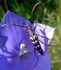 Attēlu rezultāti vaicājumam “Leptura annularis”