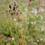 Attēlu rezultāti vaicājumam “Luzula multiflora fruit”