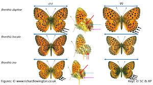 Attēlu rezultāti vaicājumam “Brenthis ino upperside”