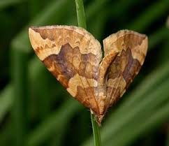 Attēlu rezultāti vaicājumam “Eulithis populata”