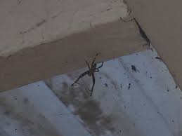 Attēlu rezultāti vaicājumam “Araneidae”