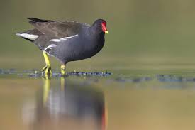 Attēlu rezultāti vaicājumam “Gallinula chloropus adult”