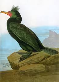 Image result for Phalacrocorax auritus