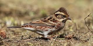 Attēlu rezultāti vaicājumam “Emberiza schoeniclus eggs”