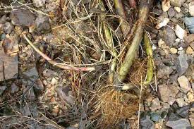 Attēlu rezultāti vaicājumam “Glyceria maxima fruit”