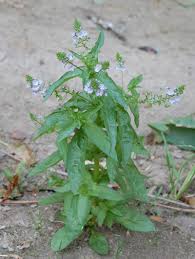 Attēlu rezultāti vaicājumam “Veronica anagallis-aquatica fruit”