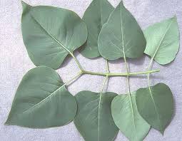 Attēlu rezultāti vaicājumam “Syringa vulgaris fruit”