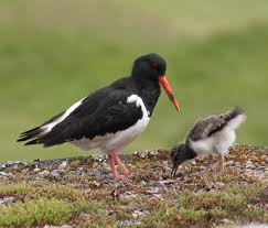 Attēlu rezultāti vaicājumam “Haematopus ostralegus”