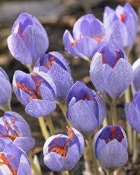 Attēlu rezultāti vaicājumam “Crocus speciosus”