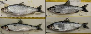 Image result for Coregonus artedi